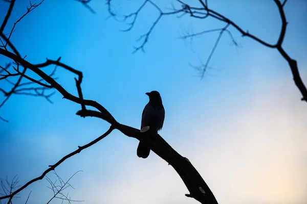 L'uccello è seduto su un albero. Vista drammatica . — Foto Stock