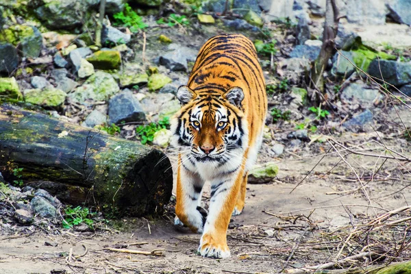 Bella Tigre Amur Sullo Sfondo — Foto Stock