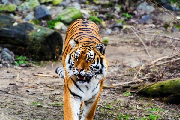 Vacker Amur Tiger Bakgrunden — Stockfoto