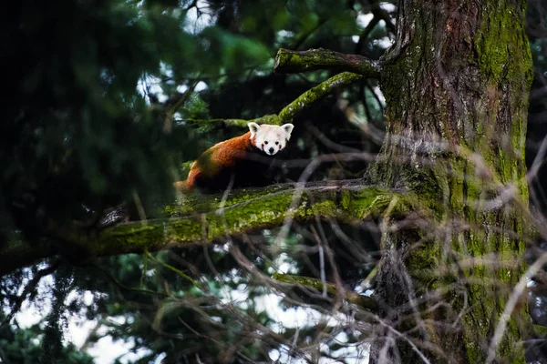 Retrato de um Panda Vermelho (Ailurus fulgens  ) — Fotografia de Stock