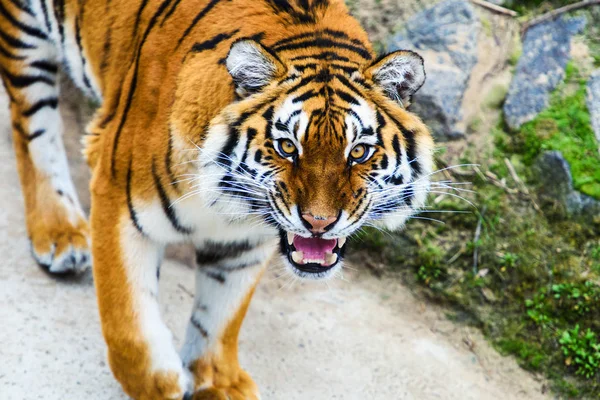 Schöne Amur Tiger Auf Hintergrund — Stockfoto