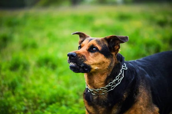 Ataques de cães furiosos. O cão parece agressivo e perigoso . — Fotografia de Stock