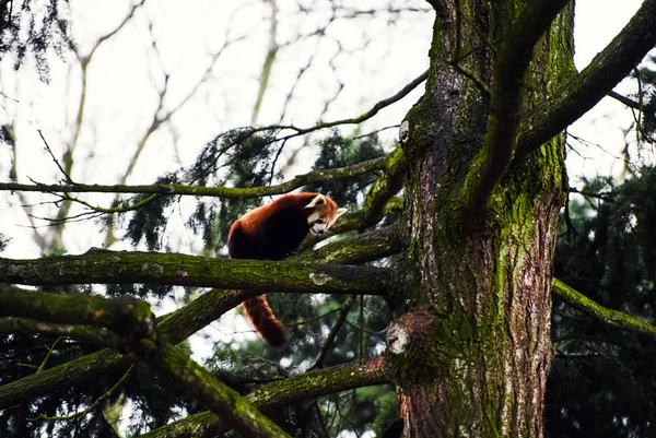 Portrait of a Red Panda ( Ailurus fulgens ) — Stock Photo, Image