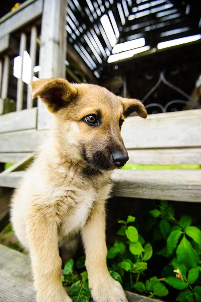 Portrait Cute Little Puppy — Stock Photo, Image