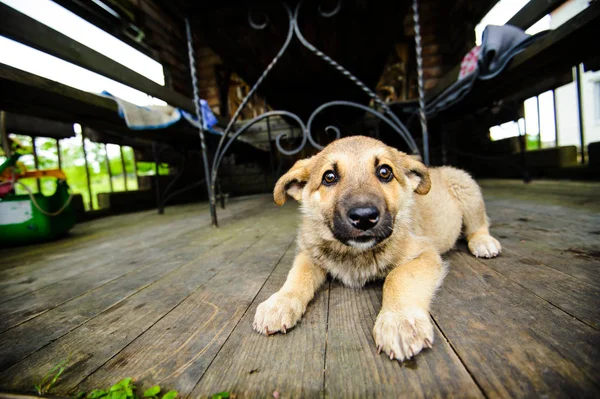 Portrait Mignon Petit Chiot — Photo