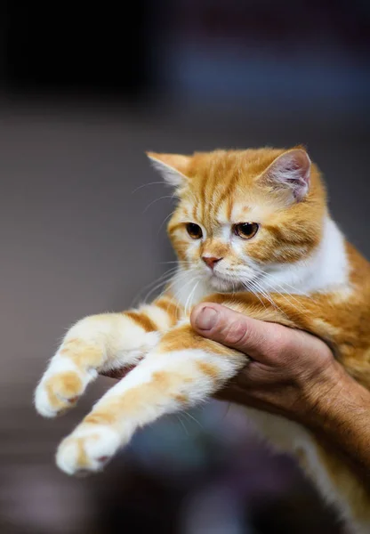 녹색 눈을 가진 달콤한 고양이 — 스톡 사진