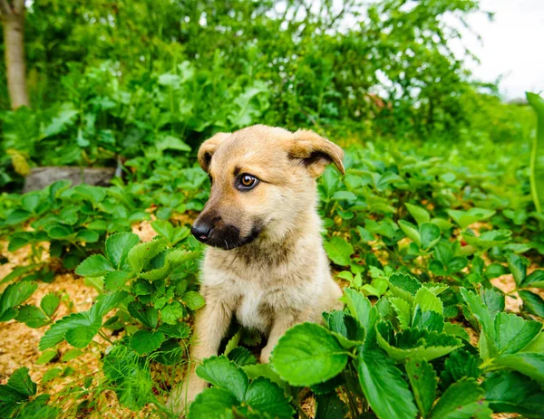 Cachorros jugando sobre hierba verde — Foto de Stock