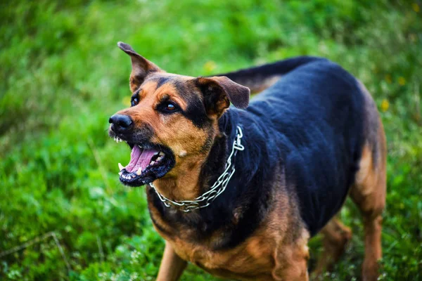 Arga hundattacker. Hunden ser aggressiv och farlig ut. — Stockfoto