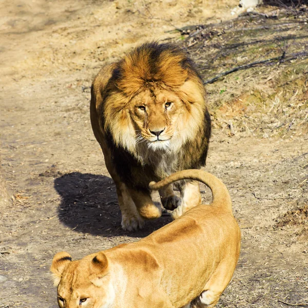 Όμορφο παιχνιδιάρικο ισχυρό λιοντάρι — Φωτογραφία Αρχείου