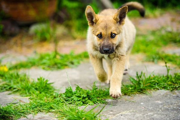 Anak anjing kecil berjalan bahagia dengan telinga lembek melalui taman — Stok Foto