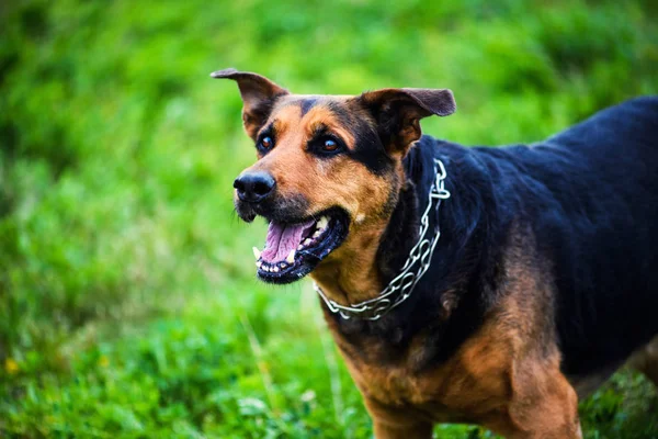 Смешная собака на зеленой траве — стоковое фото