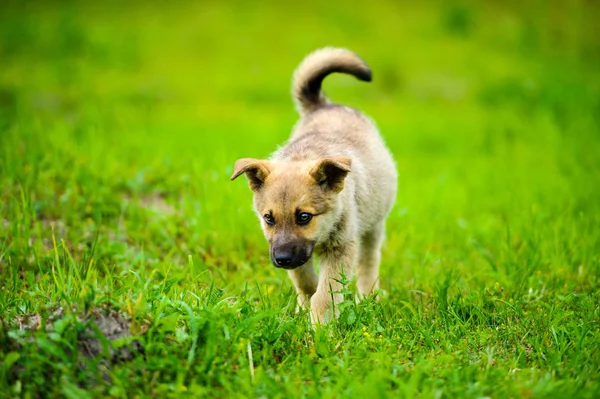 Pequeño cachorro está corriendo felizmente con orejas flojas a través de un jardín — Foto de Stock