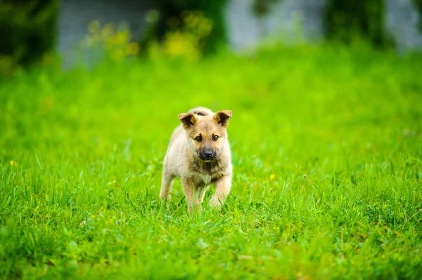 Pequeño cachorro está corriendo felizmente con orejas flojas a través de un jardín — Foto de Stock