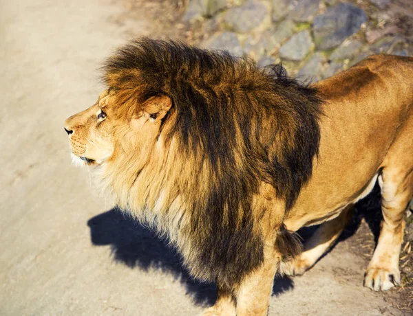 Beautiful Mighty Lion — Stock Photo, Image