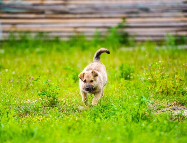 Mały szczeniak jest uruchomiony szczęśliwie z dyskietki uszu koryta ogród — Zdjęcie stockowe