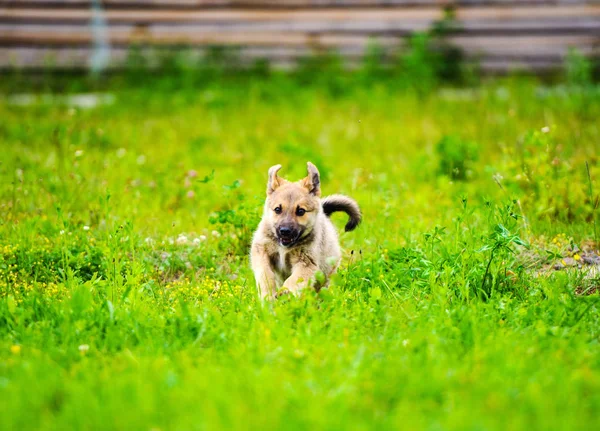 Filhote de cachorro está correndo feliz com orelhas flexíveis através de um jardim — Fotografia de Stock