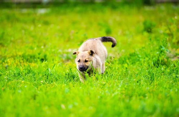 Pequeño cachorro está corriendo felizmente con orejas flojas a través de un jardín — Foto de Stock