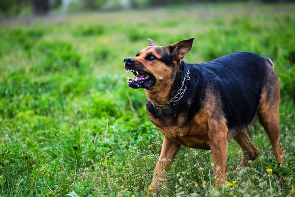 怒って犬の攻撃。犬は攻撃的で危険に見える. — ストック写真