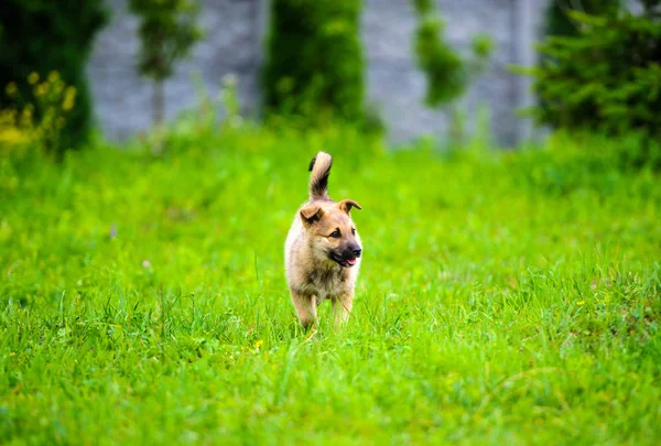 ลูกสุนัขตัวน้อยวิ่งอย่างมีความสุขด้วยหูฟลอปปี้ตามสวน — ภาพถ่ายสต็อก