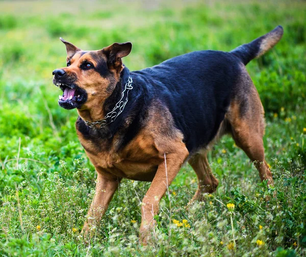 Kızgın köpek saldırıları. Köpek saldırgan ve tehlikeli görünüyor.. — Stok fotoğraf