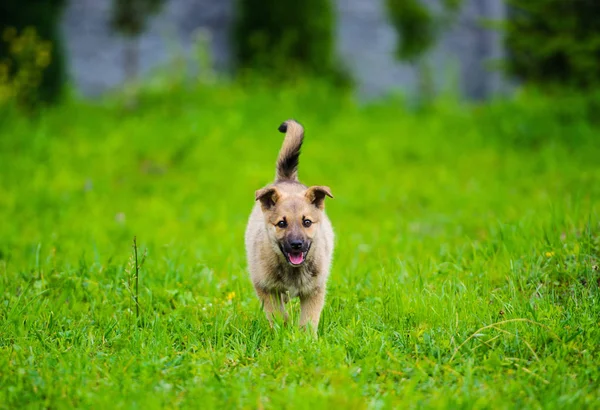 Little puppy is running happily with floppy ears trough a garden — Stock Photo, Image