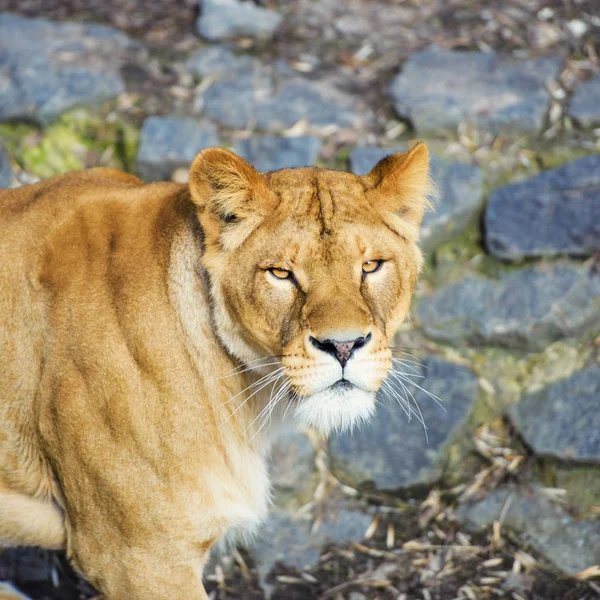 Hermoso león poderoso —  Fotos de Stock