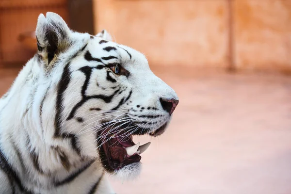 Güzel beyaz tiger portresi — Stok fotoğraf