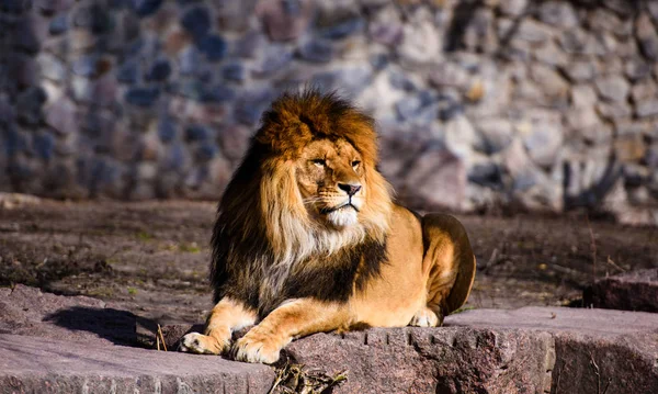 Schöner mächtiger Löwe — Stockfoto