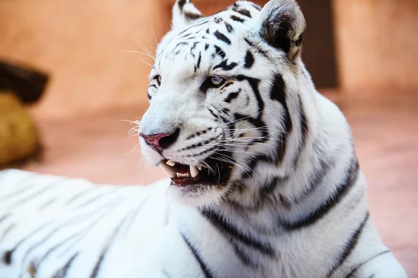 Güzel beyaz tiger portresi — Stok fotoğraf