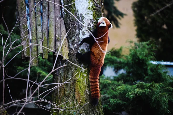 Ritratto di un panda rosso (Ailurus fulgens  ) — Foto Stock