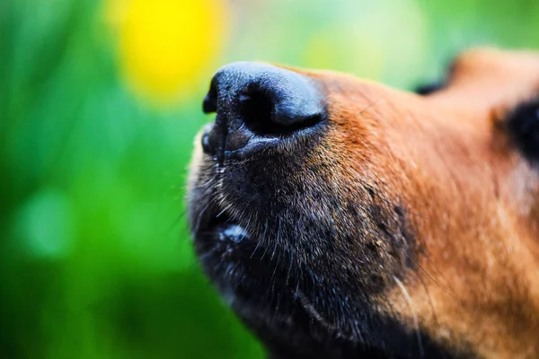 beautiful dog nose