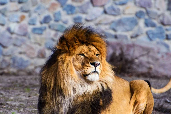美丽威武的雄狮 — 图库照片