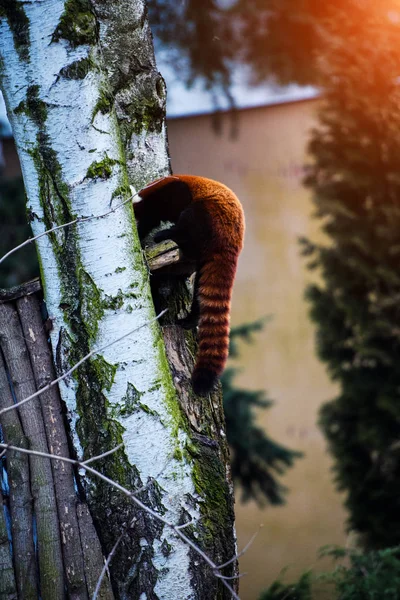 Retrato de um Panda Vermelho (Ailurus fulgens  ) — Fotografia de Stock