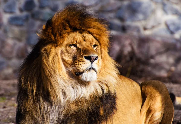 Beautiful Mighty Lion — Stock Photo, Image