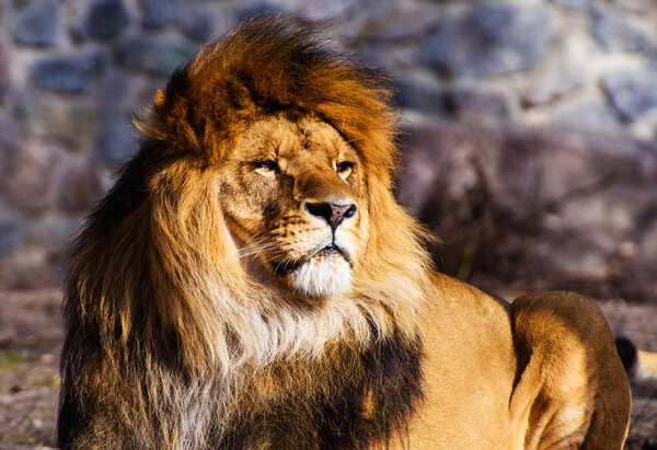 Beautiful Mighty Lion. Animal world. Big cat.