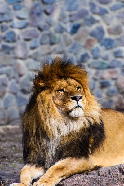 Mooie machtige Lion — Stockfoto