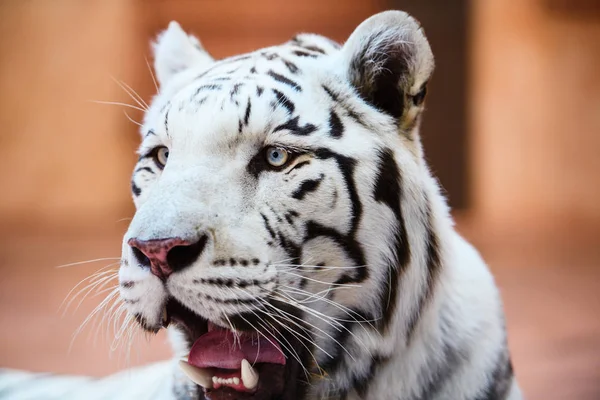 Beautiful white tiger portrait — Stock Photo, Image