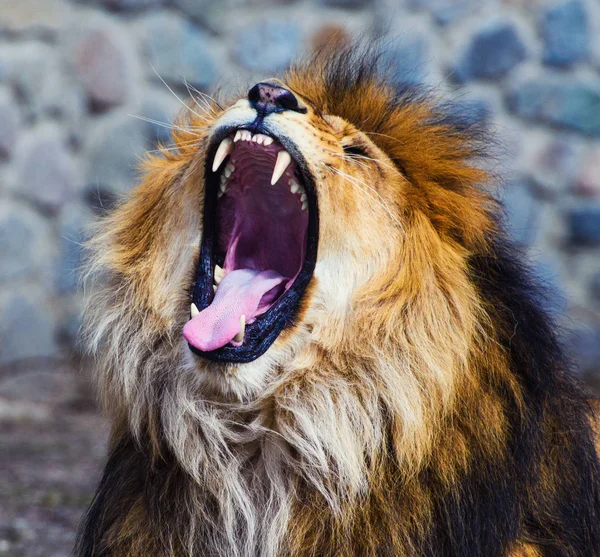 Beautiful Mighty Lion — Stock Photo, Image