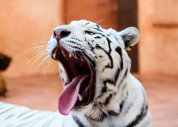 Beautiful white tiger portrait — Stock Photo, Image