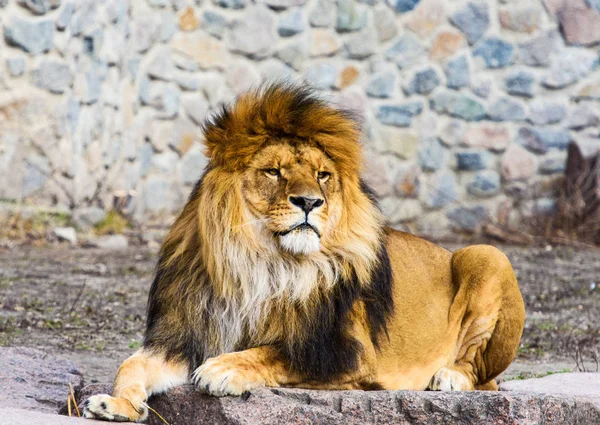 Hermoso león poderoso — Foto de Stock