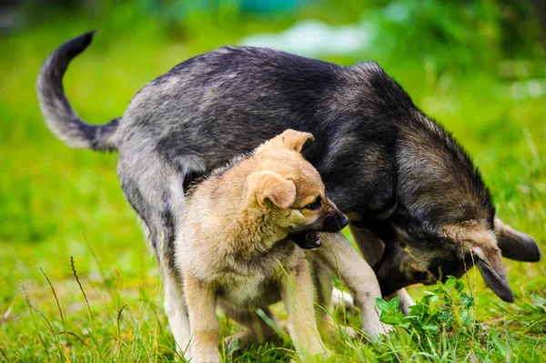 Cachorros jugando sobre hierba verde —  Fotos de Stock