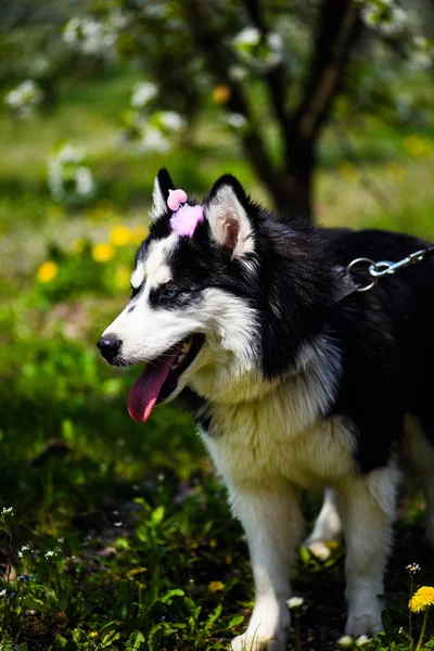 Lustiger Husky-Hund liegt im Gras, Sommerzeit — Stockfoto
