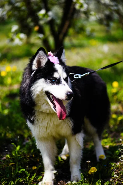 Divertido perro husky acostado en la hierba, la primavera —  Fotos de Stock
