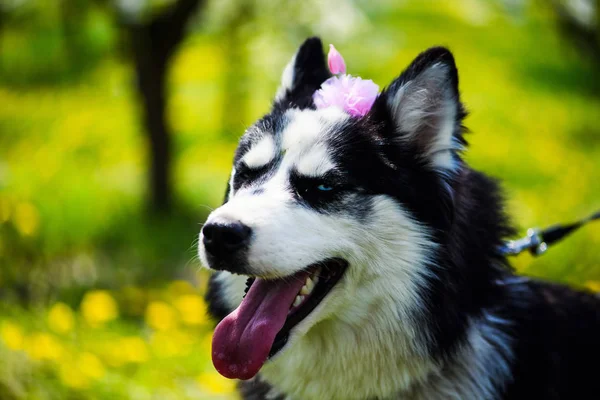 Divertido perro husky acostado en la hierba, hora de verano —  Fotos de Stock