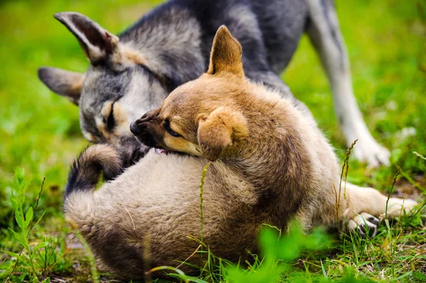 Cachorros brincando na grama verde — Fotografia de Stock