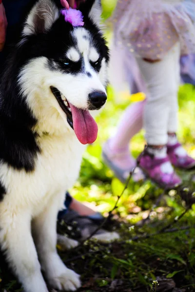 Grappige husky hond liggen op het gras, lentetijd — Stockfoto