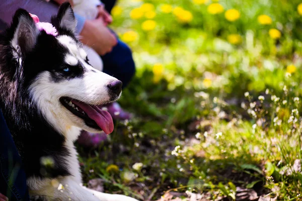 Çimenlerin üzerinde yatan komik husky köpek, yaz saati — Stok fotoğraf