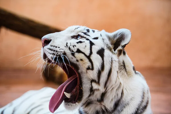 Güzel beyaz tiger portresi — Stok fotoğraf