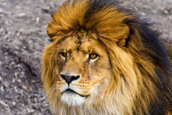 Beautiful Mighty Lion