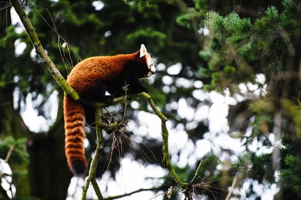 Retrato de un panda rojo (Ailurus fulgens  ) — Foto de Stock